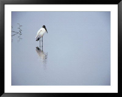 A Lone Wood Stork, Stalking In The Shallows, Playa Esterillos, Puntarenas, Costa Rica by Mark Newman Pricing Limited Edition Print image