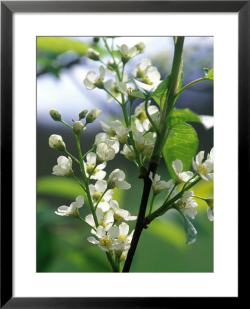 Prunus Padus (Bird Cherry), Almond-Scented White Flowers, Late Spring by Mark Bolton Pricing Limited Edition Print image