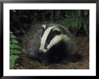 Badger, Close-Up Of Cub In Pine Woodland, Uk by Mark Hamblin Pricing Limited Edition Print image