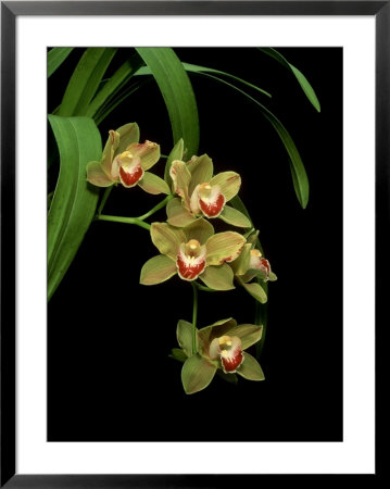 Orchid, Sea Jade Fresh Water by Kidd Geoff Pricing Limited Edition Print image