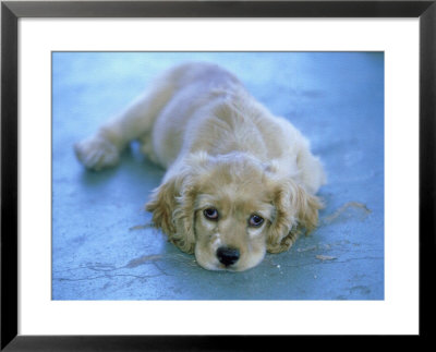 Cocker Spaniel, Puppy Resting by Alan And Sandy Carey Pricing Limited Edition Print image