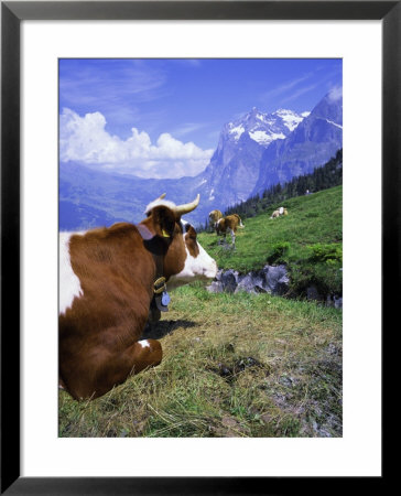 Cows At Alpiglen, Grindelwald, Bernese Oberland, Swiss Alps, Switzerland, Europe by Hans Peter Merten Pricing Limited Edition Print image