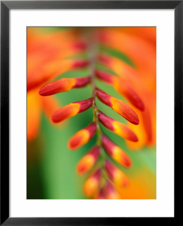 Crocosmia Venus Close-Up Of Red/Orange Flower by Lynn Keddie Pricing Limited Edition Print image