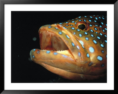 Coral Grouper, Red Sea, Egypt by Jeff Rotman Pricing Limited Edition Print image