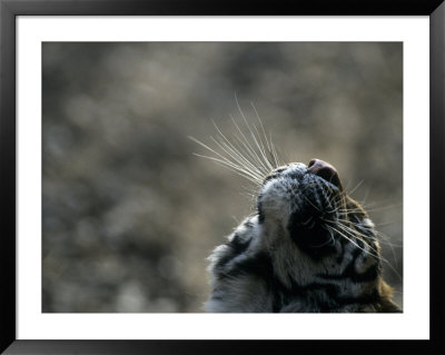 Tiger Nose And Whiskers, Qinhuangdao Zoo, Hebei Province, China by Raymond Gehman Pricing Limited Edition Print image