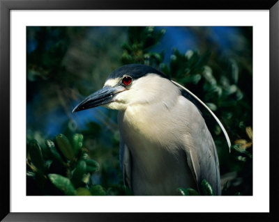 An Adult Black-Crowned Night Heron by Scott Sroka Pricing Limited Edition Print image