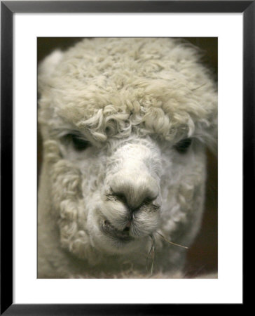 Zephyr Moon, A 2-Year-Old Alpaca, At The Vermont Farm Show In Barre, Vermont, January 23, 2007 by Toby Talbot Pricing Limited Edition Print image