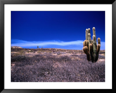 Cardon Cactus Puna, San Juan, Argentina by John Hay Pricing Limited Edition Print image