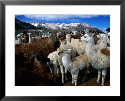 Llamas In A Corral In Umapallaca, Arequipa, Peru by Grant Dixon Pricing Limited Edition Print image