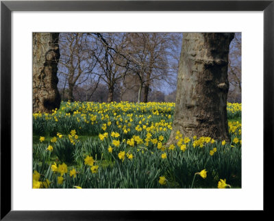 Daffodils Flowering In Spring In Hyde Park, London by Mark Mawson Pricing Limited Edition Print image