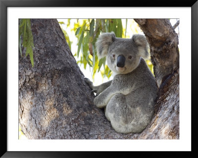 Koala (Phascolartos Cinereus), Magnetic Island, Queensland, Australia by Thorsten Milse Pricing Limited Edition Print image