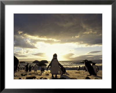 Black-Footed Penguins On The Beach, South Africa by Stuart Westmoreland Pricing Limited Edition Print image