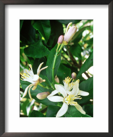 Lemon In Blossom by Sunniva Harte Pricing Limited Edition Print image