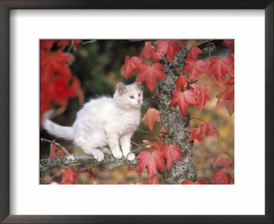 White Kitten Perched On Branch With Red Foliage by Inga Spence Pricing Limited Edition Print image