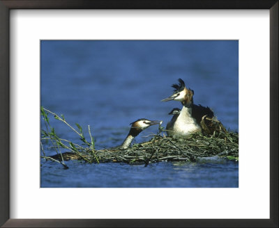 Great Crested Grebe, Podiceps Cristatus Female Offering Fish To Young Chick, Derbyshire, Uk by Mark Hamblin Pricing Limited Edition Print image