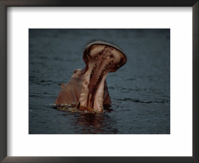 A Hippopotamus (Hippopotamus Amphibius) Wading In The Water, Mouth Wide Open by Michael Nichols Pricing Limited Edition Print image