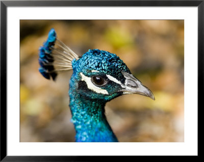 Closeup Portrait Of A Peacock by Tim Laman Pricing Limited Edition Print image