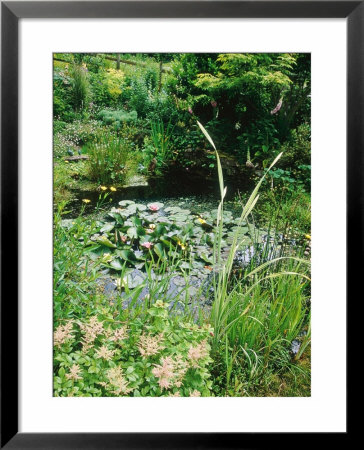 Pond With Nuphar (Water Lilies), Astilbe (False Goatsbeard) And Caltha (Kingcup) by Mark Bolton Pricing Limited Edition Print image