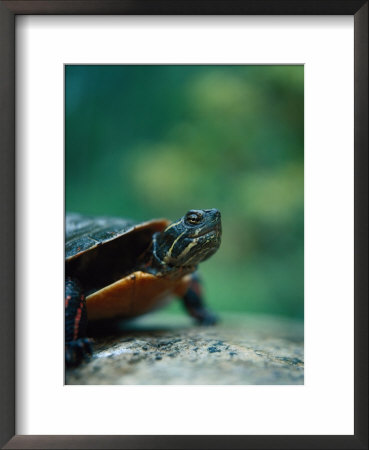 North American Painted Turtle (C Picta) by Craig Witkowski Pricing Limited Edition Print image