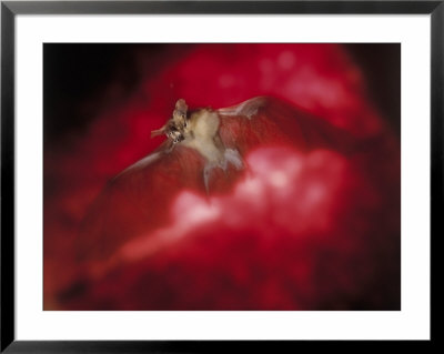 Bat With Wings Spread In Flight And Mouth Open by Ernie Friedlander Pricing Limited Edition Print image