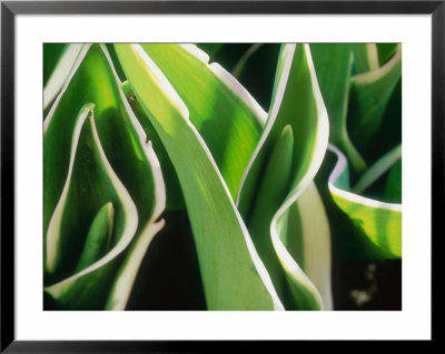 Tulipa New Design (Triumph Group) (Variegated Leaf) March by Sunniva Harte Pricing Limited Edition Print image