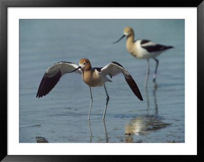 American Avocets by Bates Littlehales Pricing Limited Edition Print image