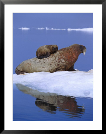 A Young Atlantic Walrus Calf Seeks Refuge From Predators By Climbing On Its Mothers Back by Paul Nicklen Pricing Limited Edition Print image