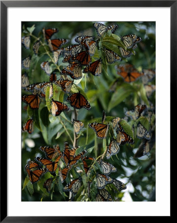 Monarch Butterflies Flock Together by George Grall Pricing Limited Edition Print image