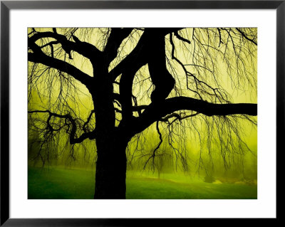 Green And Golden Landscape Behind Tree by Jan Lakey Pricing Limited Edition Print image