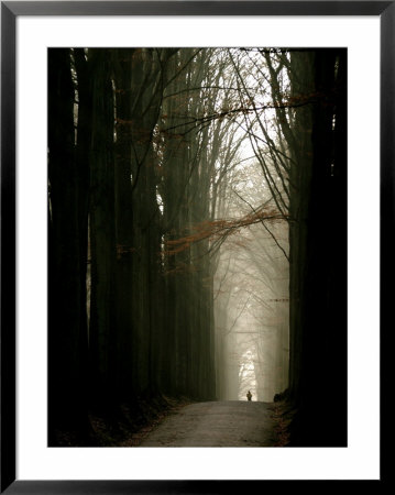 Foggy Path With Trees by Guillaume Carels Pricing Limited Edition Print image