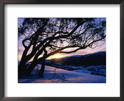 Snowgum At Sunrise On Main Range In Winter, Kosciuszko National Park, New South Wales, Australia by Grant Dixon Pricing Limited Edition Print image