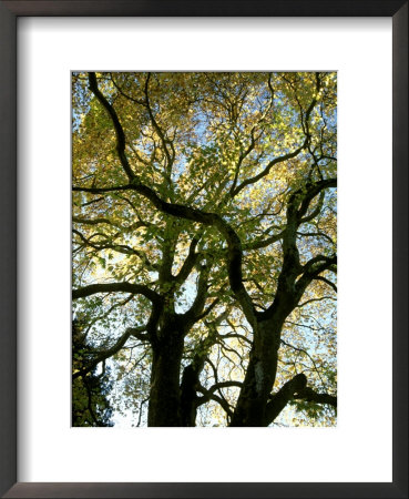 Platanus Orientalis, November by Mark Bolton Pricing Limited Edition Print image