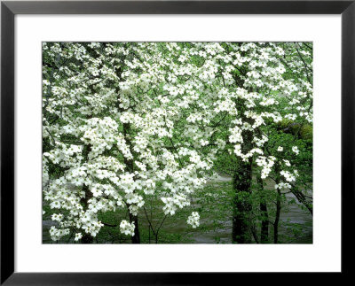 Dogwood Tree, Great Smoky Mnts National Park, Usa by Willard Clay Pricing Limited Edition Print image