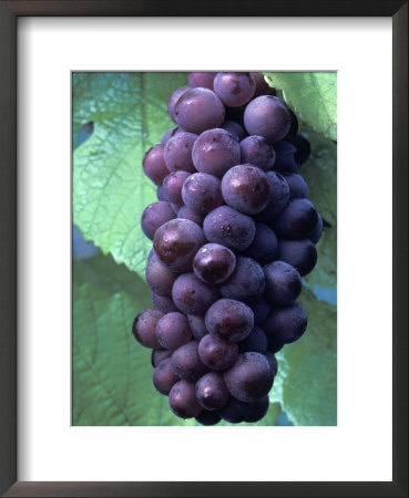 Pinot Gris Grapes Growing On Vine by Fogstock Llc Pricing Limited Edition Print image