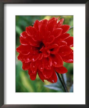 Dahlia, Ellen Huston (Single Dwarf Bedding Variety) by Mark Bolton Pricing Limited Edition Print image