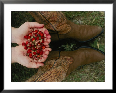 A Pair Of Hands Holds Wild Strawberries Between A Pair Of Cowboy Boots by Annie Griffiths Belt Pricing Limited Edition Print image