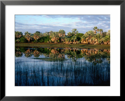 Palm Tree Reflections In Lake, Madagascar by David Curl Pricing Limited Edition Print image