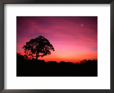Tree And Stars At Dusk, Atlantic Rainforest, Sao Paulo State, Brazil by Howie Garber Pricing Limited Edition Print image