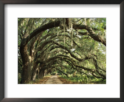Ancient Live Oak Trees In Georgia by Maria Stenzel Pricing Limited Edition Print image