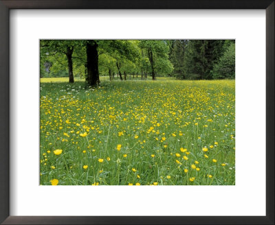 Meadow In Spring Time, Karwendel, Bavaria, Germany by Thorsten Milse Pricing Limited Edition Print image