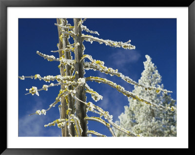 Ice-Coated Trees, West Thumb Geyser Basin by Raymond Gehman Pricing Limited Edition Print image