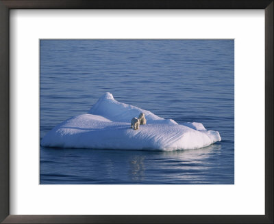 A Mother And Her Two Year Old Cub On An Iceberg In The Open Sea by Paul Nicklen Pricing Limited Edition Print image