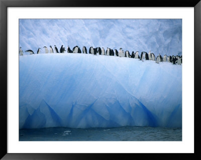 Chin Strap Penguins Cluster Together On An Iceberg by Ralph Lee Hopkins Pricing Limited Edition Print image