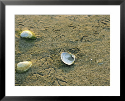 Clam Shells And Gull Tracks In Sand At Low Tide by Darlyne A. Murawski Pricing Limited Edition Print image