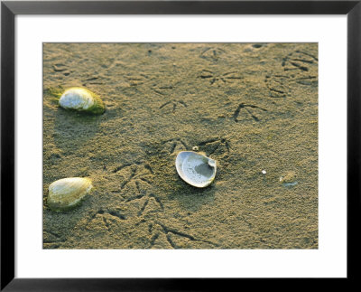 Clam Shells And Gull Tracks In Sand At Low Tide by Darlyne A. Murawski Pricing Limited Edition Print image