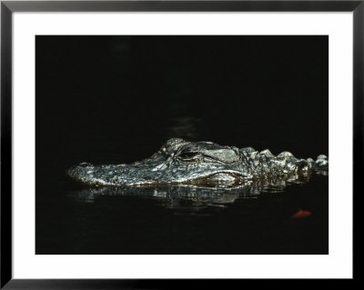 Submerged American Alligator by Klaus Nigge Pricing Limited Edition Print image