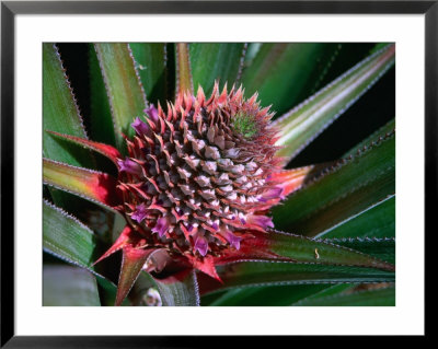 Pineapple Head On Plant, Lauli'i, Samoa by Mark Daffey Pricing Limited Edition Print image