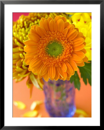 Gerbera, Close-Up Of An Orange Flower In A Glass Vase by Mark Bolton Pricing Limited Edition Print image