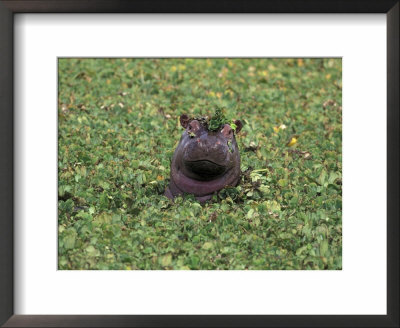 Hippopatamus In Water, Kenya, East Africa, Africa by James Gritz Pricing Limited Edition Print image