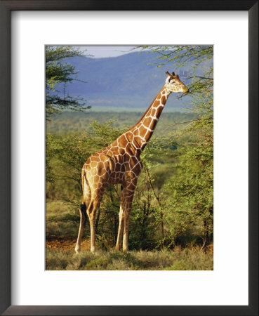Giraffe, Samburu National Reserve, Kenya by Robert Harding Pricing Limited Edition Print image